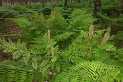 Osmunda regalis
