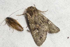 Pachetra sagittigera