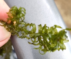 Elodea nuttallii