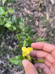 Goodenia ovata