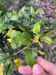 Goodenia ovata