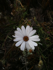 Dimorphotheca