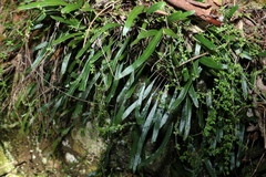 Pyrrosia confluens