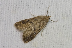 Parapoynx stratiotata