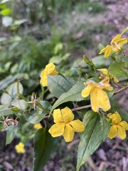 Goodenia ovata
