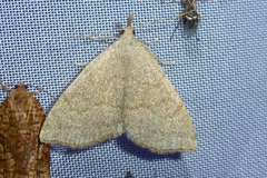 Pechipogo strigilata