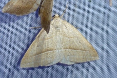 Petrophora chlorosata