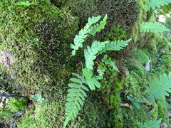 Polypodium vulgare