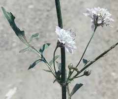 Cephalaria transsylvanica