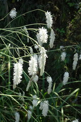 Sanguisorba parviflora