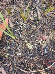 Gueldenstaedtia verna