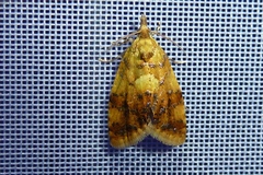 Pseudargyrotoza conwagana