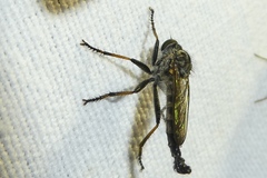 Neoitamus socius