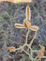 Albuca setosa