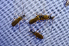 Rhagonycha lignosa