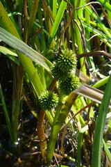 Sparganium glomeratum