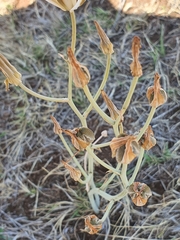 Albuca setosa