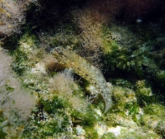 Gobius incognitus