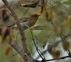 Anaplectes rubriceps