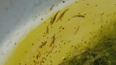 Continenticola