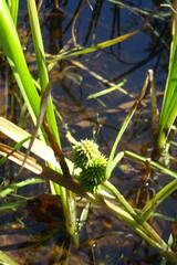 Sparganium glomeratum