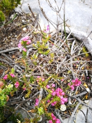 Erica nudiflora