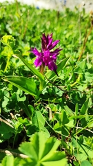 Dactylorhiza euxina