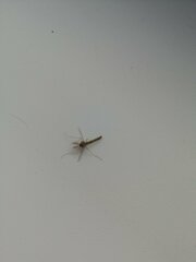 Chironomidae