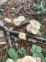 Clitocybe fragrans
