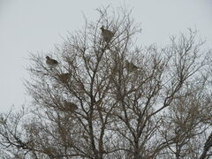 Tympanuchus phasianellus