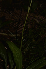 Calanthe triplicata