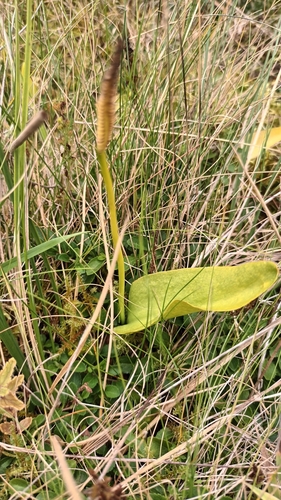 Southern adderstongue (Ophioglossum vulgatum)