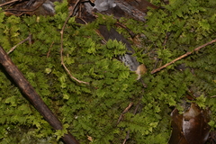 Thuidium