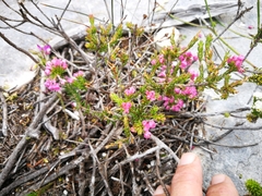 Erica nudiflora