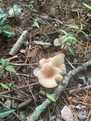 Clitocybe fragrans