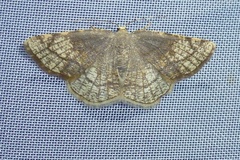 Stegania trimaculata