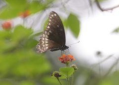 Papilio dravidarum