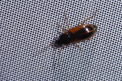 Stenolophus mixtus