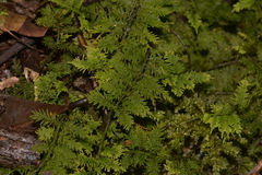 Thuidium