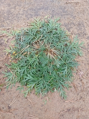 Potentilla tergemina