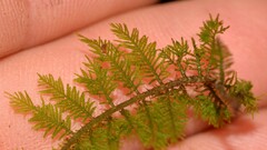 Thuidium