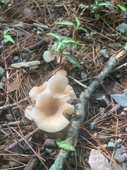 Clitocybe fragrans