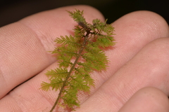 Thuidium