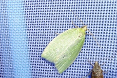 Tortrix viridana