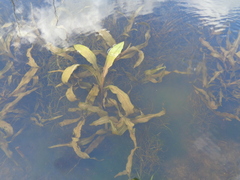 Potamogeton alpinus