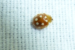 Vibidia duodecimguttata