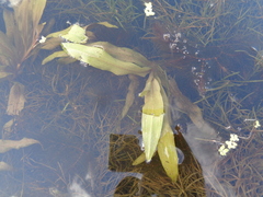 Potamogeton alpinus