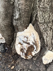Phellinus pomaceus
