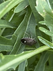 Holcostethus sphacelatus