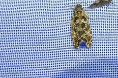 Pseudohermenias abietana